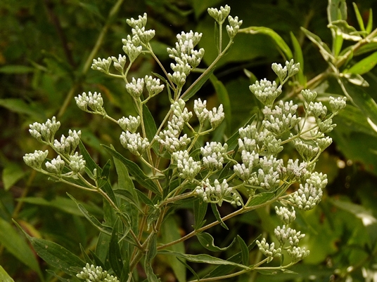 {Eupatorium altissimum}